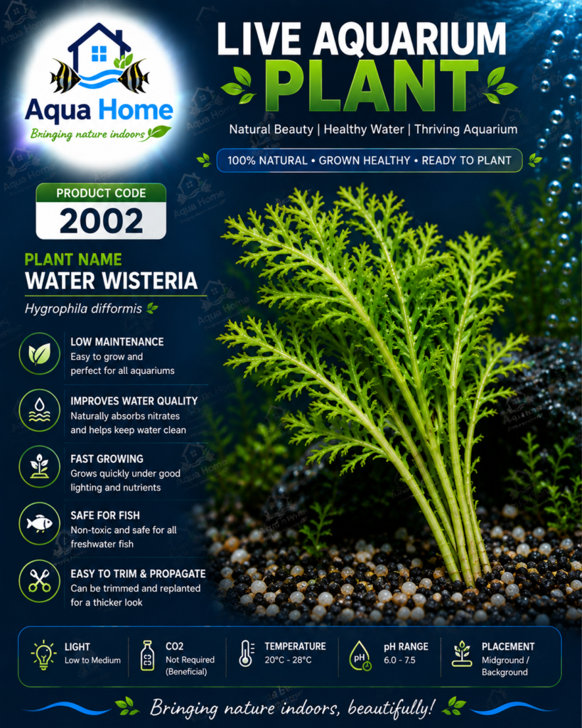 Plant water wisteria product code 2002