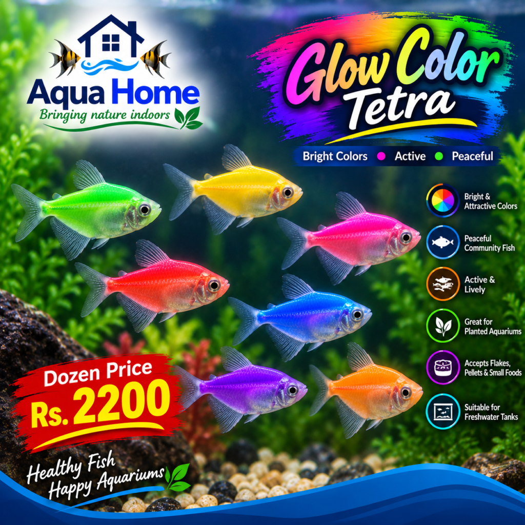 Glow Color Tetra — Product Code 13010