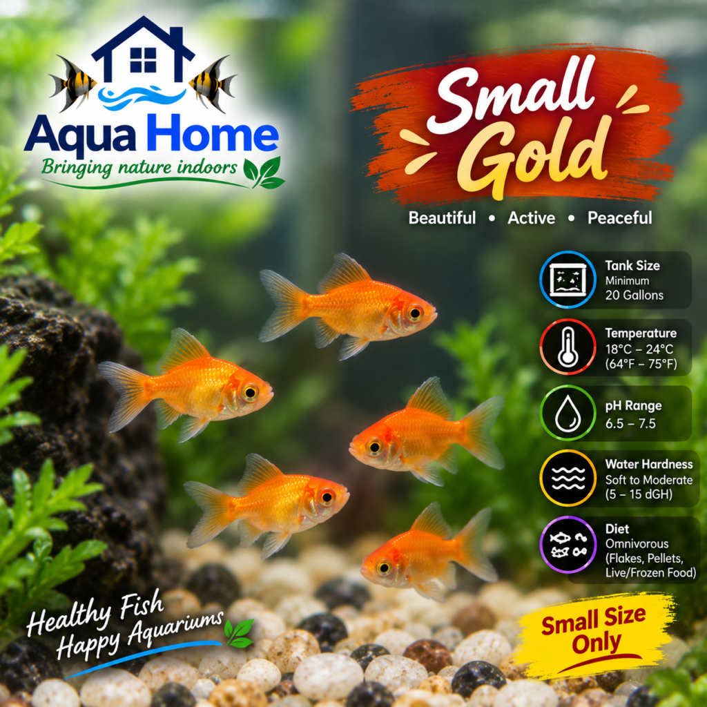 Small Gold Fish — Product Code 13020