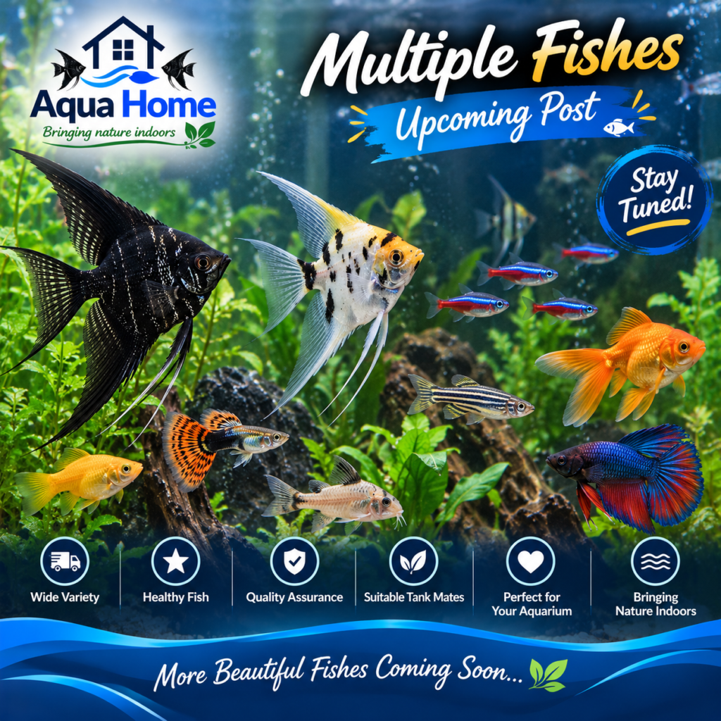 Upcoming Fishes