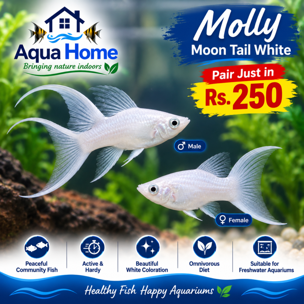 Molly Moon Tail White Product 13002